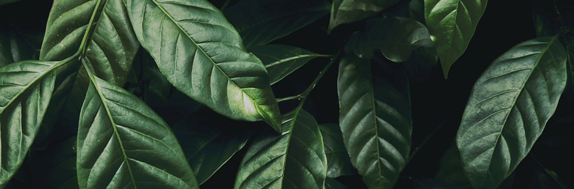 Fliesen mit aufgedruckten Blättern im Urban Jungle-Stil